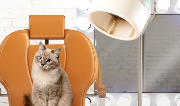 Tratamento VIP para gatos, comunicação Cat&Co é Impulsa